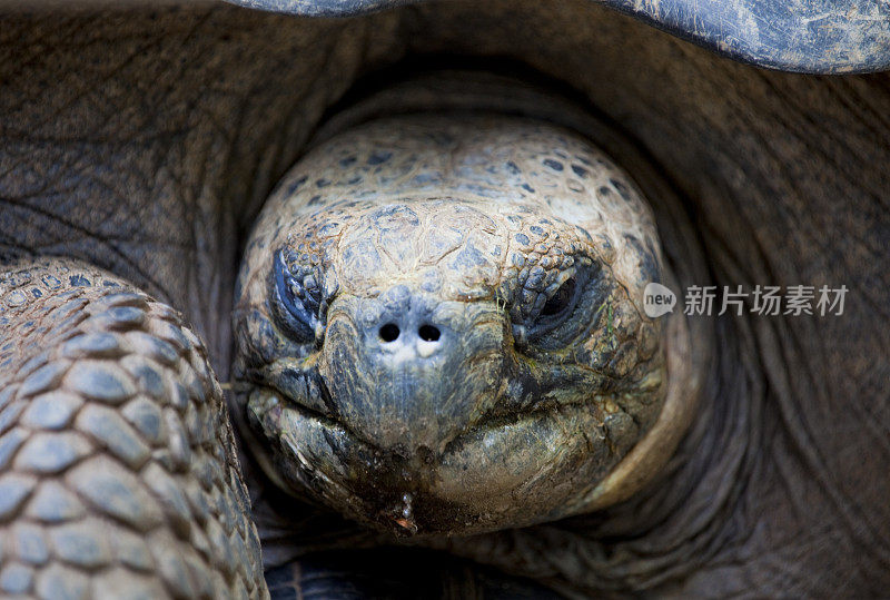 Aldabrachelys gigantea 肖像